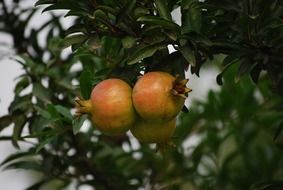 fruits on a tree