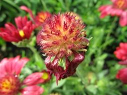 medicinal rock plant
