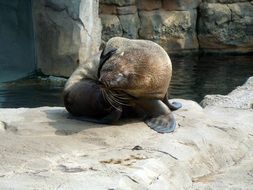 fur seal on the rocks near the water
