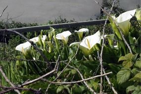 white calla flowers in the garden