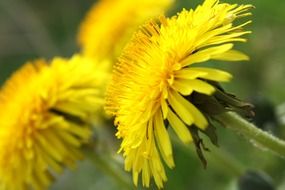 yellow dandelions blooming