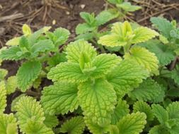 mint herb leaves garden farm