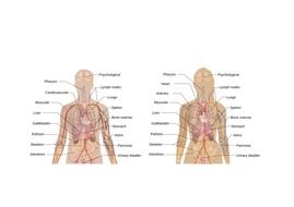 Clipart of woman's and man's anatomies