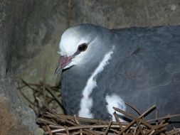 bird in nest sitting
