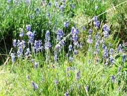 lavender field medicinal plant