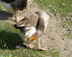 duck cleans feathers on green grass