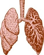 human lungs