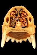 anatomy of dog's teeth and nose