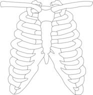 rib cage ribs bones drawing