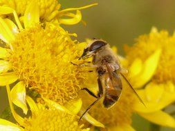 mist bee mud eristalis tenax