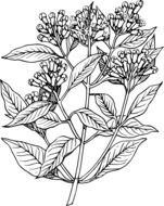 cloves plant, illustration