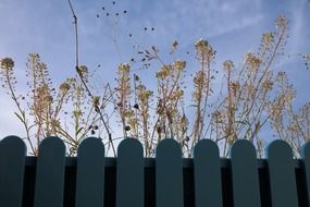 View from the fence on the inflorescence of plants