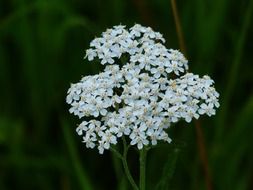 white yarrow flower buds