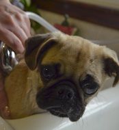 Washing the cute puppy