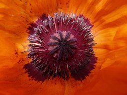 poppy flower center close up