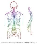 spine skeleton eddy vertebrae