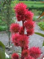 castor oil plant