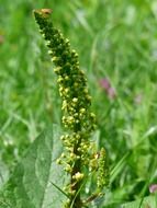 black mullein medicinal plant