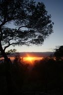 sunset on a background of a tree in Majorca