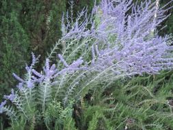 nice lavender blossom
