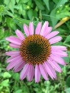 purple wild coneflower