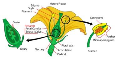 flower anatomy with captions