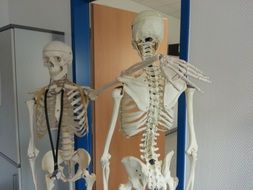 human skeleton in the medical office