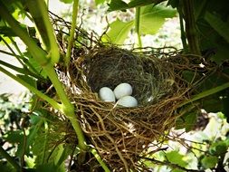 eggs in nest on tree branches