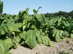 Photo of Tobacco fields