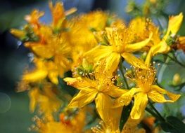 bloom of hypericum perforatum