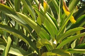 medicinal plant foot of colonia