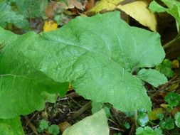 Large green leaf in nature