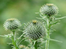 spiny thistle closeup