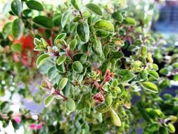 green marjoram for the kitchen