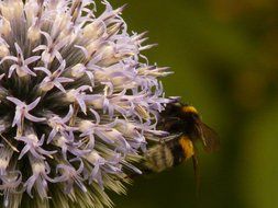 bee on a flower thistle