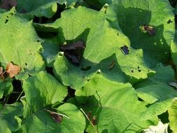 great burdock leaves