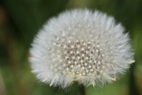 dandelion boll flower