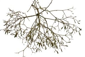 mistletoe branch on a white background