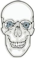 old skull anatomy drawing