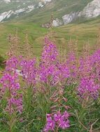 pink fireweed mountain flower