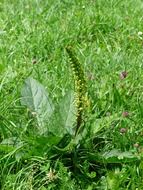 black mullein- medicinal plant