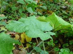 large green leaves of great burdock