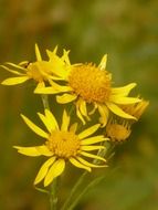 yellow arnica montana flowers