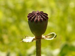 capsule of poppy in the bright sun