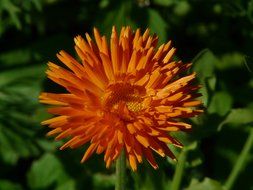 orange flower calendula closeup