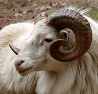 ram head horn fauna goat mammal