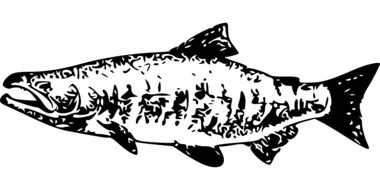 salmon fish animal food seafood black white drawing