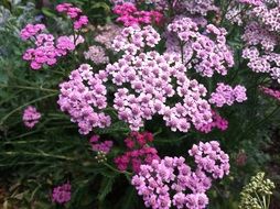 pink yarrow herb flowers, millefolium achillea