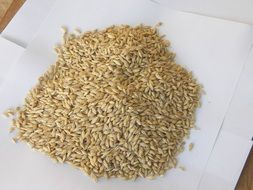 barley seeds health