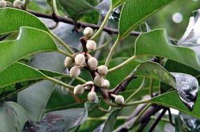 mimusops elengi buds